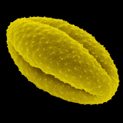 Bynke pollen